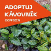 Adopcia kávovníka (Honduras a Vietnam)