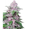 Sensi Seeds Purple Cookie Kush Research semena neobsahují THC 3 ks