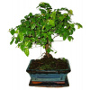 Izbová bonsai - Sagerethia thea 472