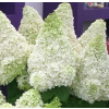 Kytica Hydrangea ľadový medvedík hrniec 1-litr (Kytica Hydrangea ľadový medvedík hrniec 1-litr)