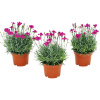 Klinček záhradný FloraSelf Dianthus caryophyllus 'Violett Wonder' výška cca 15 cm kvetináč Ø 10,5/11 cm 1 ks