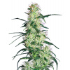 White Label Purple Haze semena neobsahují THC 3 ks