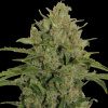 Barney´s Farm - Triple Cheese 1 ks - Semienka neobsahujú THC
