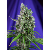 Sweet Seeds Sweet Trainwreck Auto Balenie: 5+2