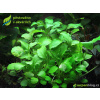 SURPAN Schismatoglottis prietoi - SURPANshop.cz