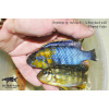 Tropheops sp. red cheek Chiwi Rock - 3,5-4,5cm