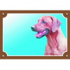Dafiko Tabulka Tady hlídám! Rhodéský ridgeback 1ks