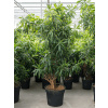 Pleomele (Dracaena) Reflexa 'Song of Jamaica' 38x170 cm