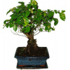 Izbová bonsai - Sagerethia thea 478