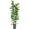 Ficus lyrata bambino 18/19 cm v.135 cm