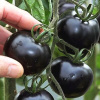 Paradajky Blackball semená 0,3 g