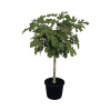 Figovník FloraSelf Ficus carica výška 130-140 cm kvetináč Ø 40 cm