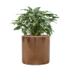 Ter Steege Philodendron 'Xanadu' in Cylinder R28cm V77cm
