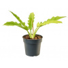 Philodendron ‘Yellow Saw’ 12x25 cm
