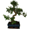 Zelkova 480 - izbové bonsaje