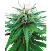Sensi Seeds Ruderalis Indica regular semena neobsahují THC 10 ks