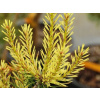 Borovica lesná Candlelight (kontajner C7,5)