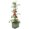 Gusta Garden GG-103610