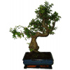 Zelkova 481 - izbové bonsaje