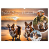 Welsh Corgi Pembroke (Wall Calendar 2026 DIN A3 landscape), CALVENDO 12 Month Wall Calendar