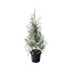 Eukalyptus pyramída FloraSelf Eukalyptus gunnii 'Azura' V 100-120 cm Ø 36 cm kvetináč