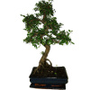 Zelkova 482 - izbové bonsaje