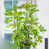 Figovník obyčajný, kríčkový, výška 200/250 cm, v črepníku Ficus carica