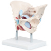 MUŽSKÁ PANVA ŽENY S ORGÁNMI A SVALMI ANATOMICKÝ MODEL 1:1 3D