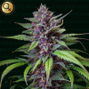Narcos Seeds - Blackbeard 5 ks - Semená neobsahujú THC