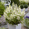 Hydrangea 'Confetti' - hortenzia metlinatá