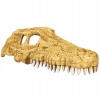Repti-zoo crocodile skull M – krokodília lebka