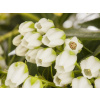 Okrasné byliny biele sadenica v kontajneri 2-3l