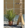 Dasylirion serratifolium 80cm s kvetináčom (-10’Celzia) (rastlina 50-55cm výška)