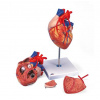 Srdce s obtokom, 2 krát životná veľkosť, 4 časti (Anatomické modely)
