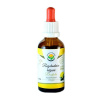 Salvia Paradise Rozchodnice růžová rhodiola tinktura bez alkoholu 50 ml