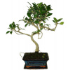 Ficus retusa - figovník - bonsai 492