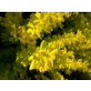 BERBERIS THUNBERGII MARIA DŘIŠŤÁL THUNBERGŮV KVĚTINÁČ C2 VÝŠKY 30CM