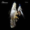 Courteeners - Falcon [CD]