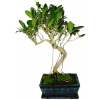 Ficus retusa - figovník - bonsai 494