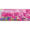 Panoramatická fototapeta - PA0014 - Tulipány 250cm x 104cm - Vliesová fototapeta