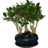 Ficus retusa 496 - izbové bonsaje stromoradia