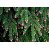 Kaukazský smrek picea orientalis v črepníku (Kaukazský smrek picea orientalis v črepníku)