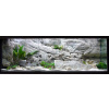 Back to Nature 3D pozadie do akvaria Tanganyika 150 x 50 cm WHITE