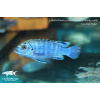 Labidochromis joanjohnsonae Mbako - 3,5-4,5cm