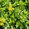 Sedum kamtschaticum ´Little Miss Sunshine´