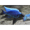 Copadichromis parvus 'Nkhungu Point' - 4-5cm