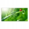 Obrázok stena akrylová 140x70 Grass Ladybug Príroda (Obrázok stena akrylová 140x70 Grass Ladybug Príroda)
