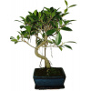 Ficus retusa - figovník - bonsai 498