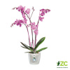 Obal Brussels Orchid - transparent 12,5 cm