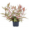Dennerle Plants Alternanthera reineckii Red XXL - 1 ks